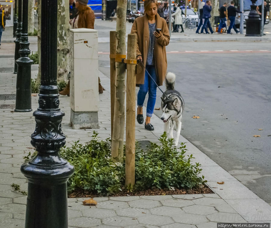 Там, где мандарины растут Барселона, Испания Там, где мандарины растут Барселона, Испания