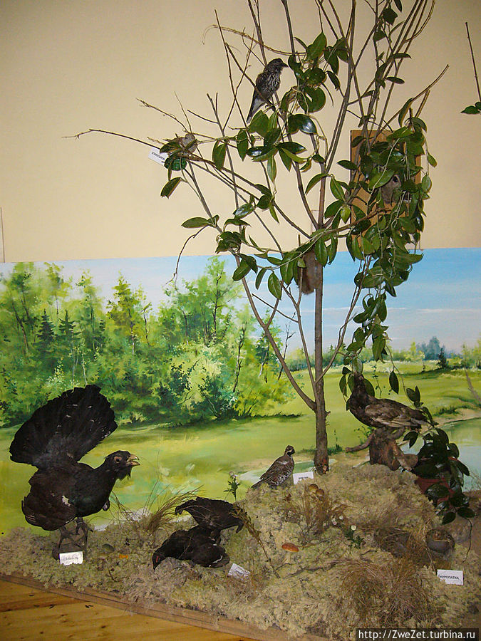 Жители русского леса Жители русского леса