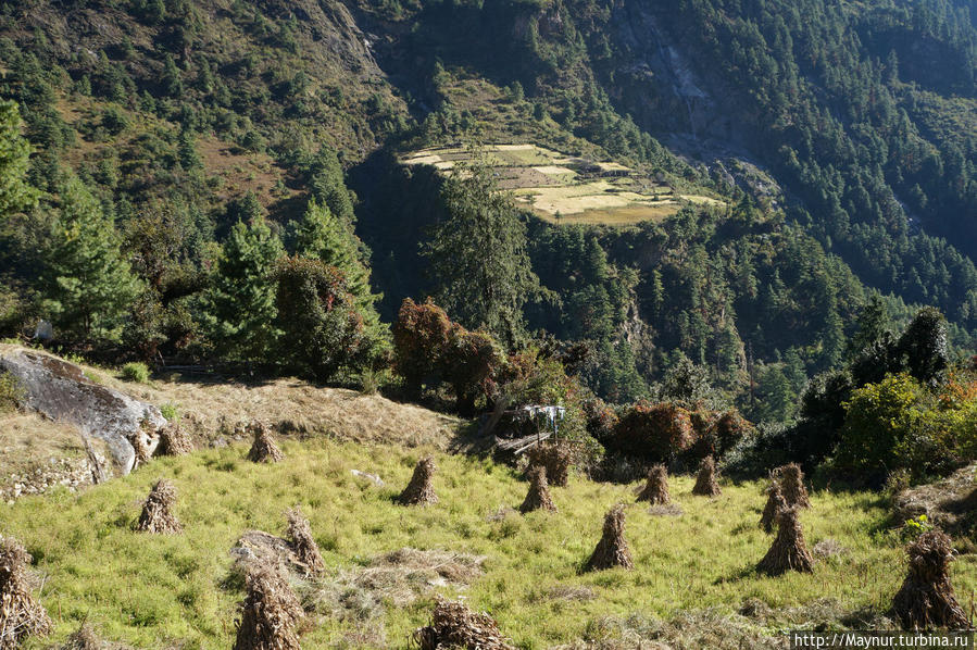 Треккинг   вокруг   Манаслу.   Близость   перевала... Покхара, Непал