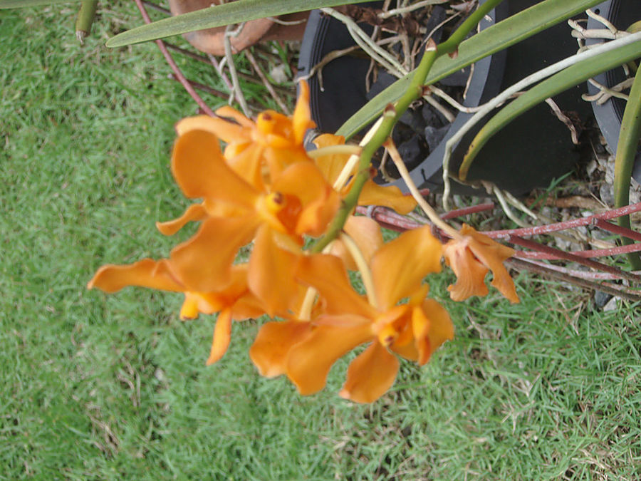 Парк орхидей Куала-Лумпура Куала-Лумпур, Малайзия