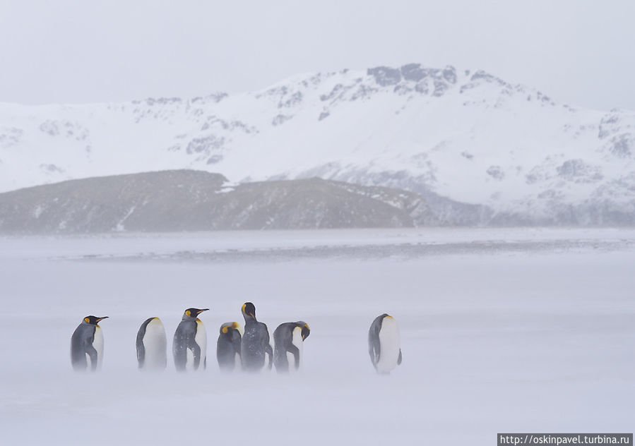 Снилось, как пингвины плавали, тонули... Остров Южная Георгия, Южная Георгия и Южные Сандвичевы Острова