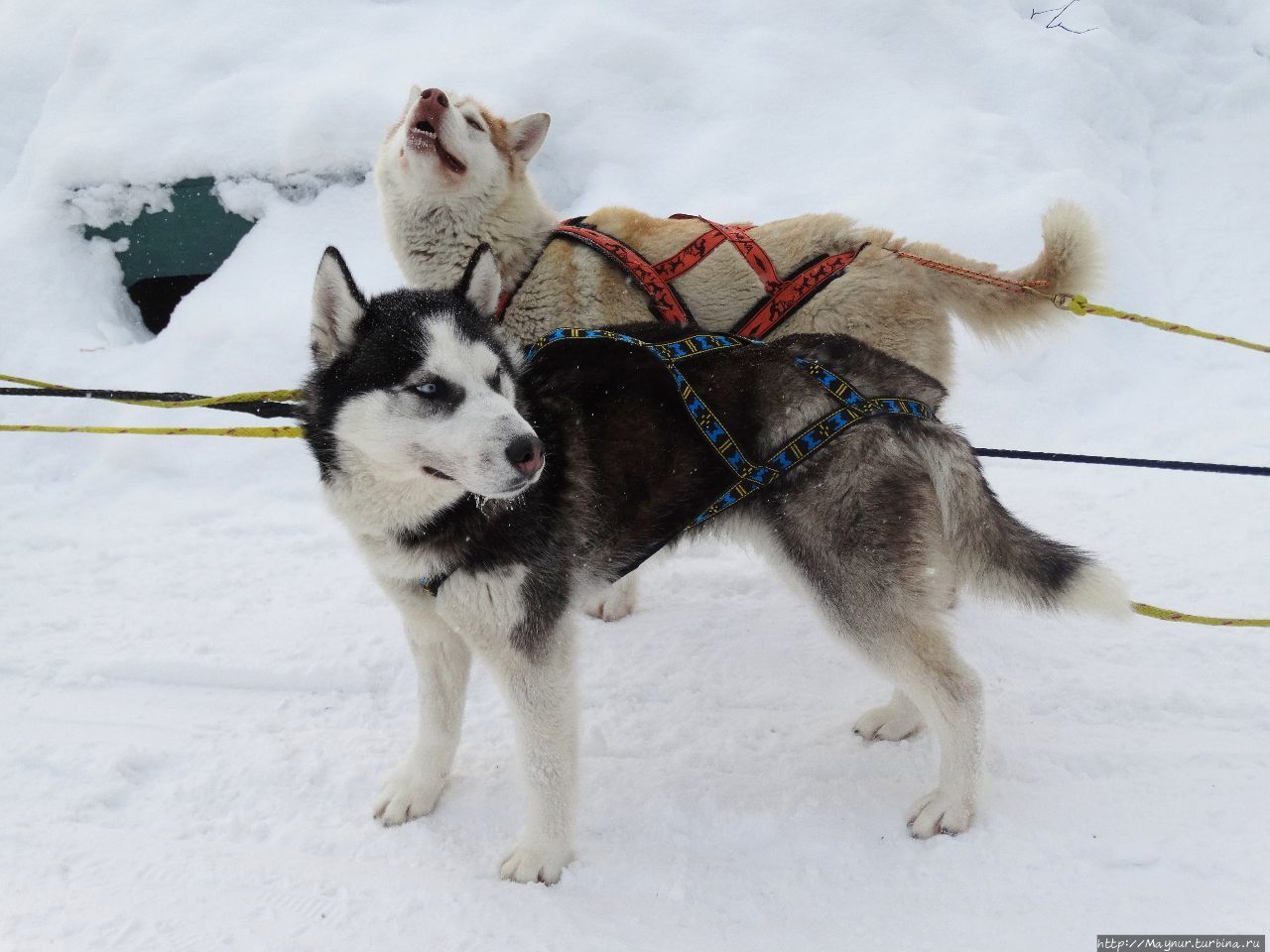 Олени хорошо, но собаки лучше Южно-Сахалинск, Россия