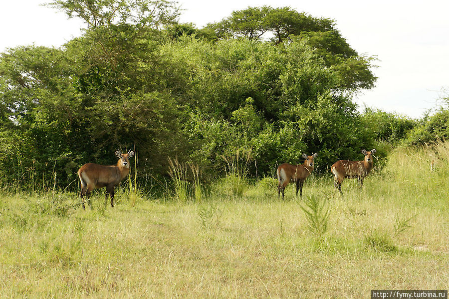 От Кампалы на север Уганда От Кампалы на север Уганда