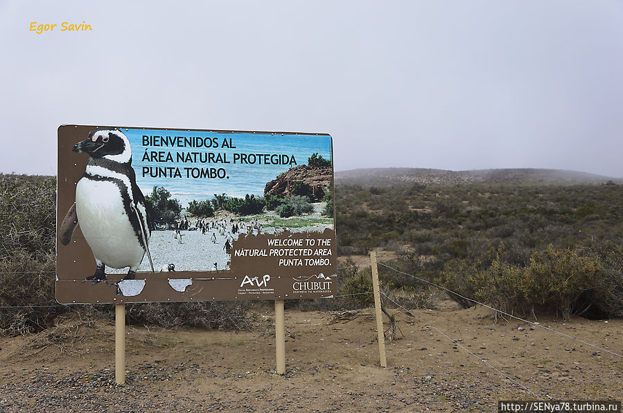 Аргентинские приключения — в гостях у китов и пингвинов Пуэрто-Мадрин, Аргентина