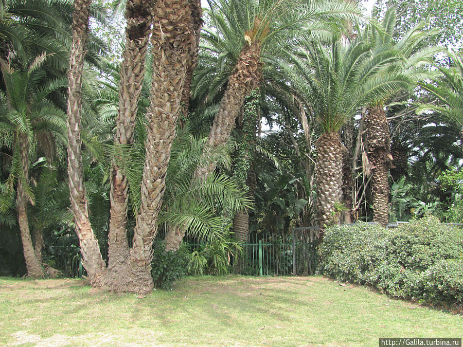 Ботанический сад. Тель-Авив, Израиль