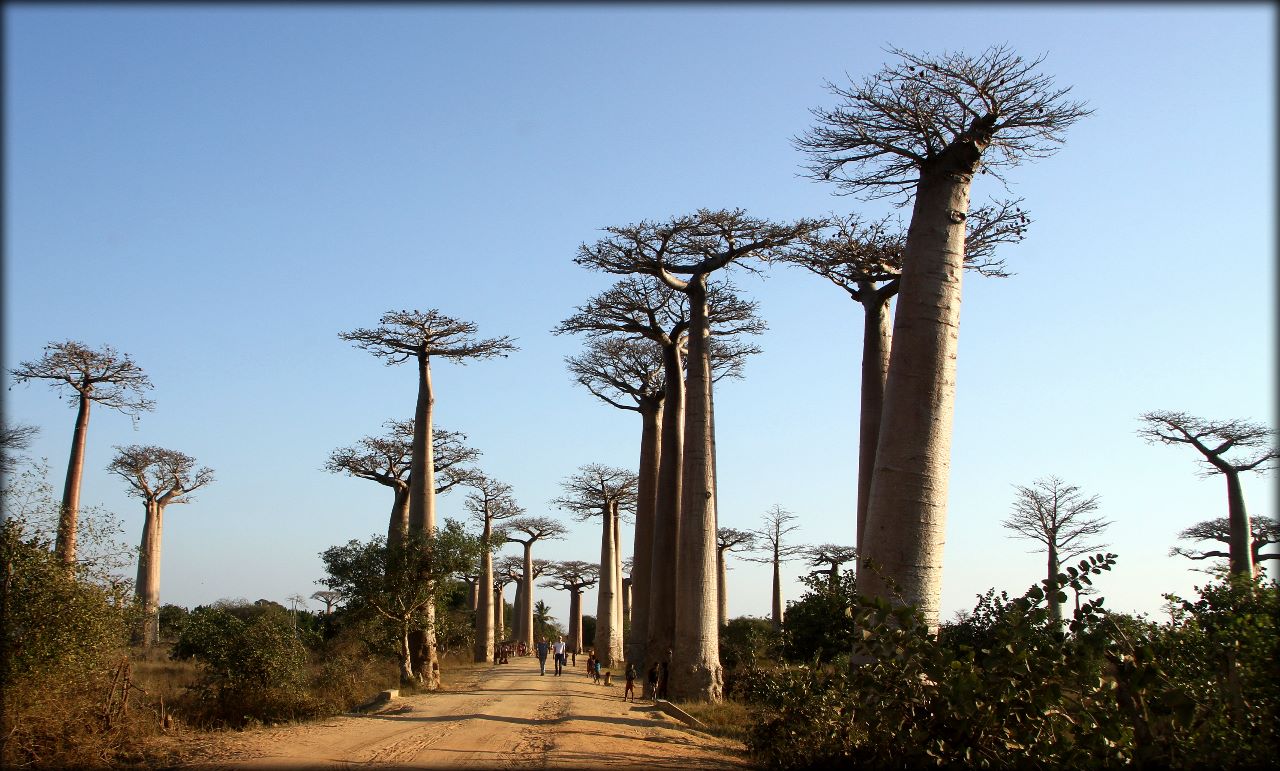 Аллея Баобабов Аллея Баобабов, Мадагаскар