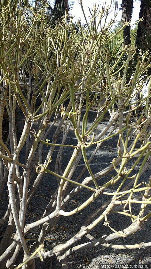 Тот самый ядовитый молочай Тот самый ядовитый молочай