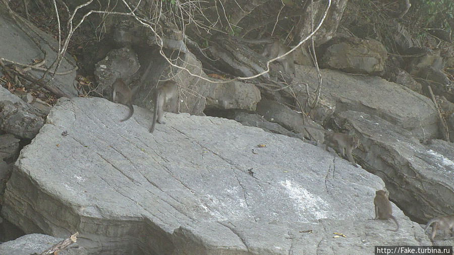 за бананами прыгают прямо в воду с камней) за бананами прыгают прямо в воду с камней)
