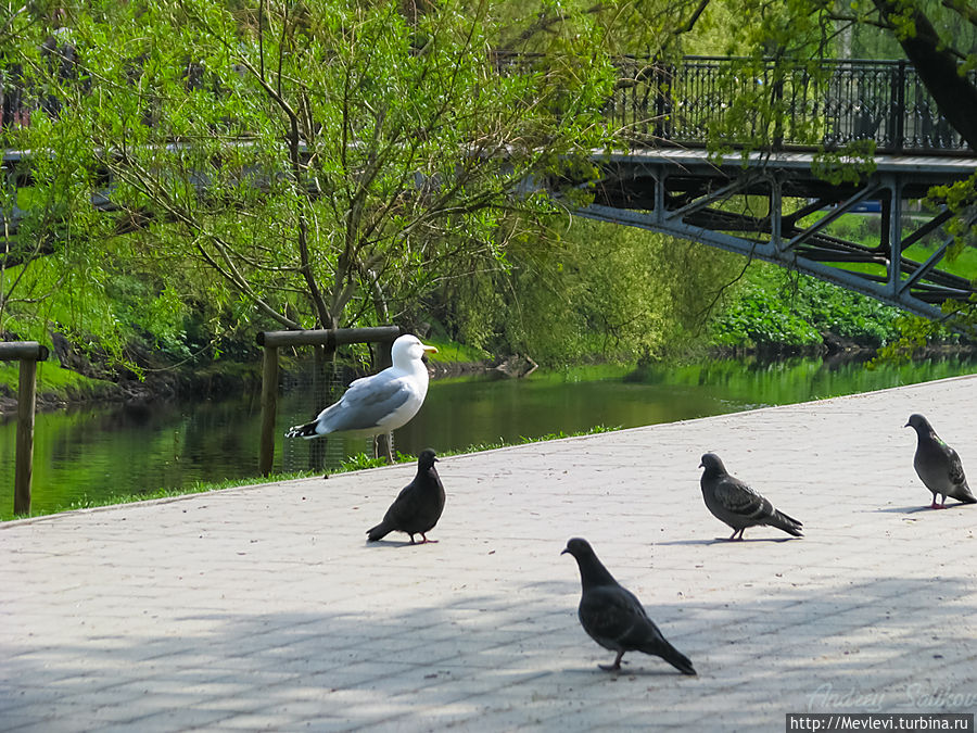 Весна в Риге нежная Рига, Латвия Весна в Риге нежная Рига, Латвия