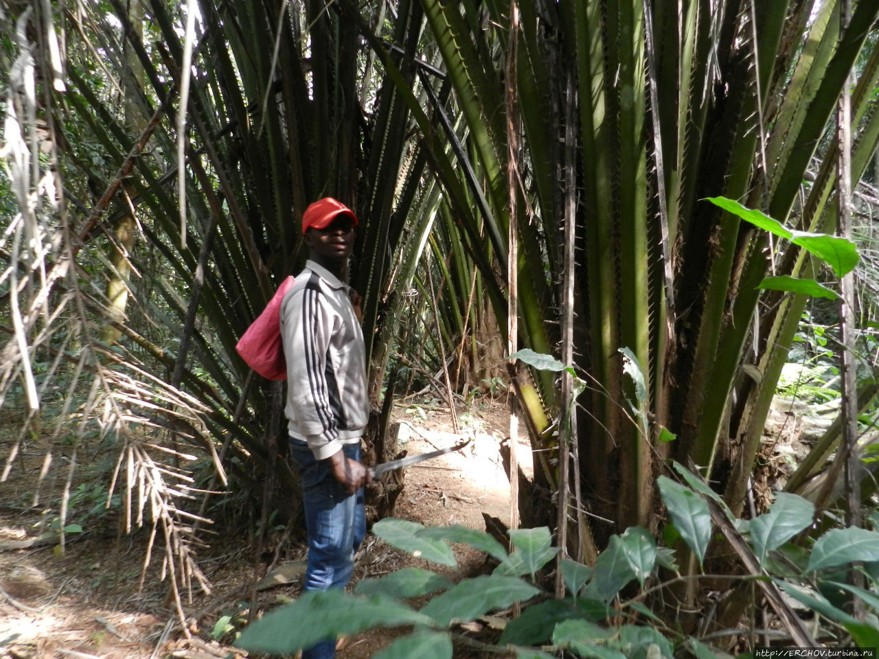 Камерун. Ч — 17. Пигмеи Бака и заповедник Джа Центральный регион, Камерун