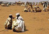 торговля стадами верблюдов