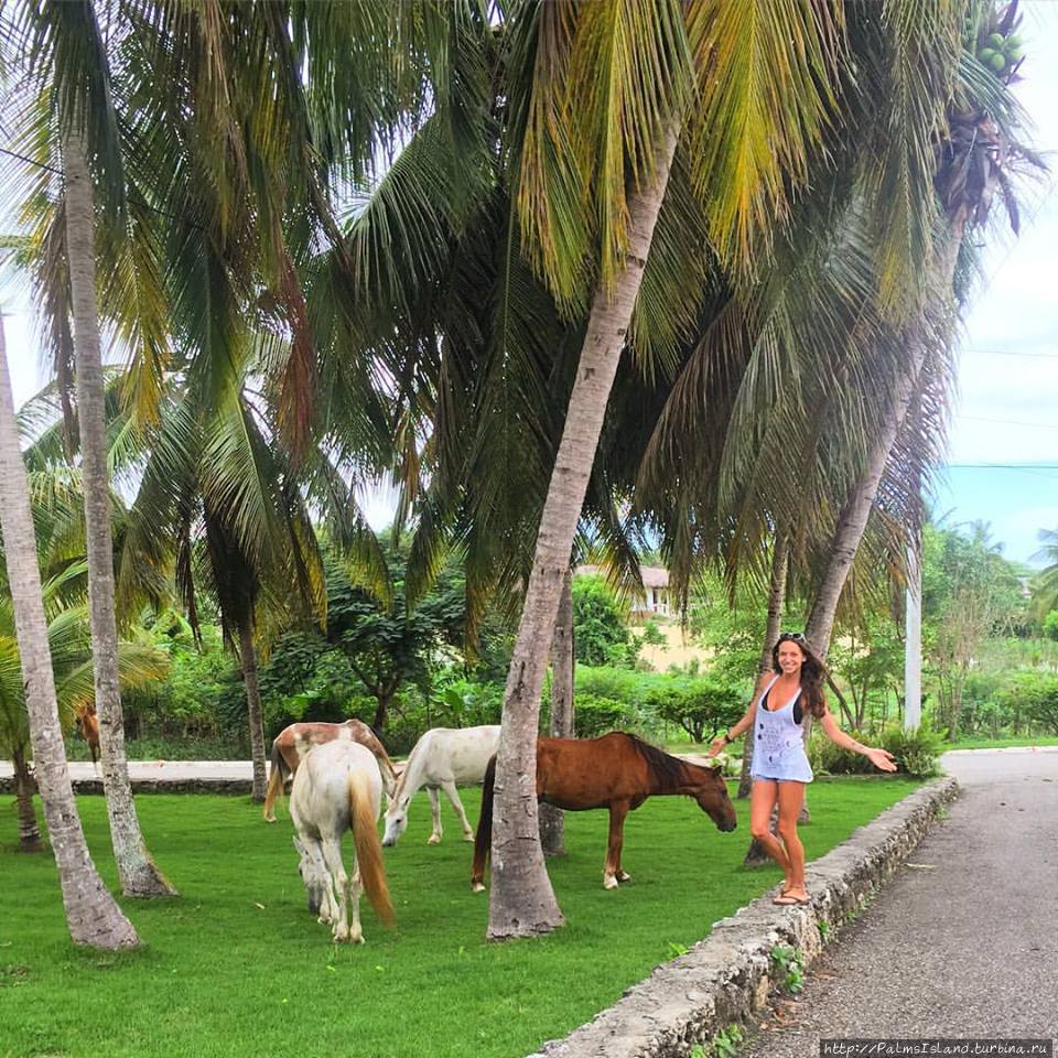 Энкуэнтро. Вышел за ворота, а там лошадь гуляет.. Кабарете, Доминиканская Республика