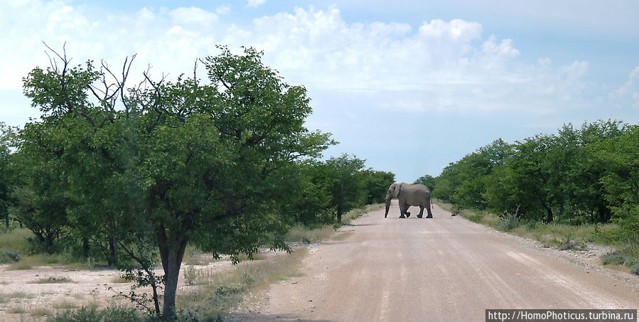 Слон Этоша Национальный Парк, Намибия