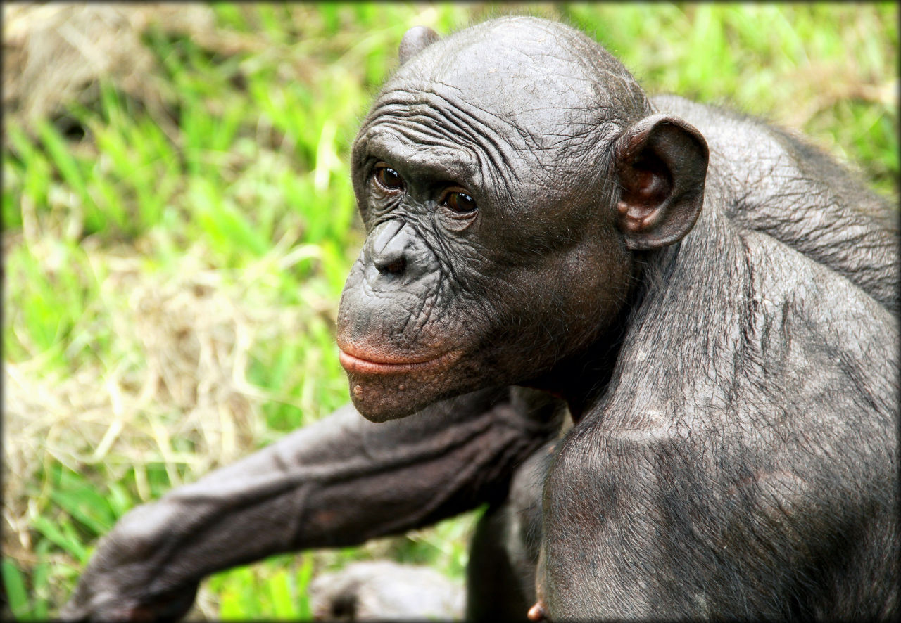 Рай для бонобо или самые любвеобильные обезьяны Лола-я-бонобо, ДР Конго