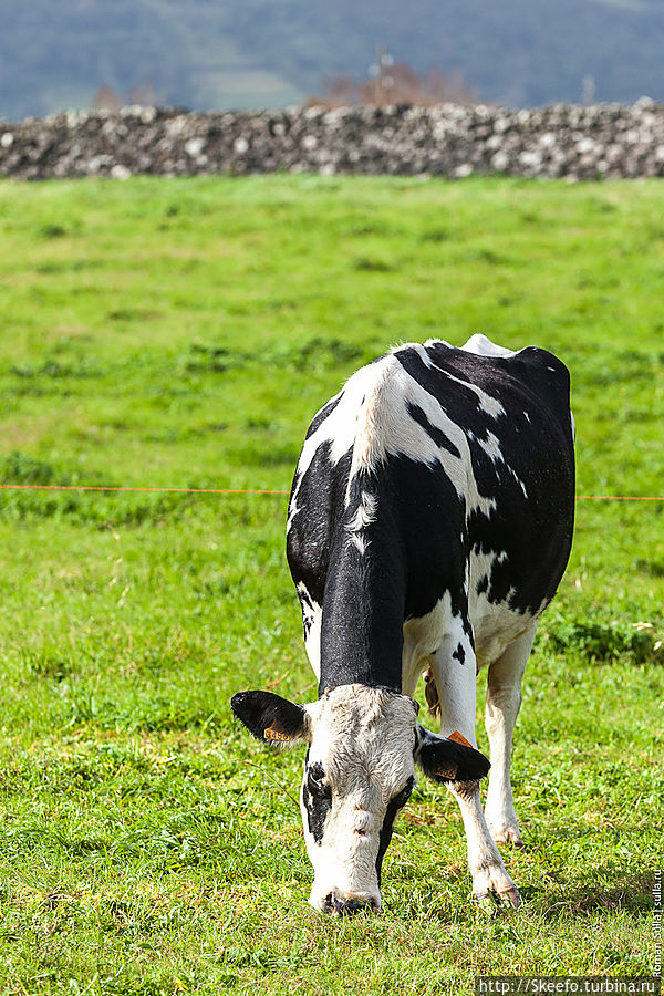 Корова на сочном лугу острова Терсейра Регион Азорские острова, Португалия