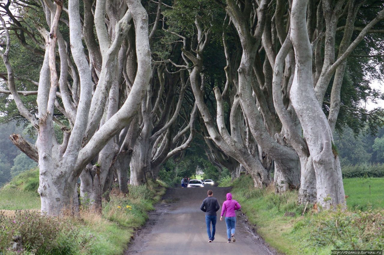 Темная Аллея Dark Hedges и темные века Dark Ages Дарк-Хеджес, Великобритания