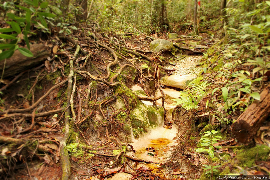 Вот так вот по этим естественным ступеням и карабкалась вверх, придерживаясь в особо крутых местах за корни деревьев Бако Национальный Парк, Малайзия