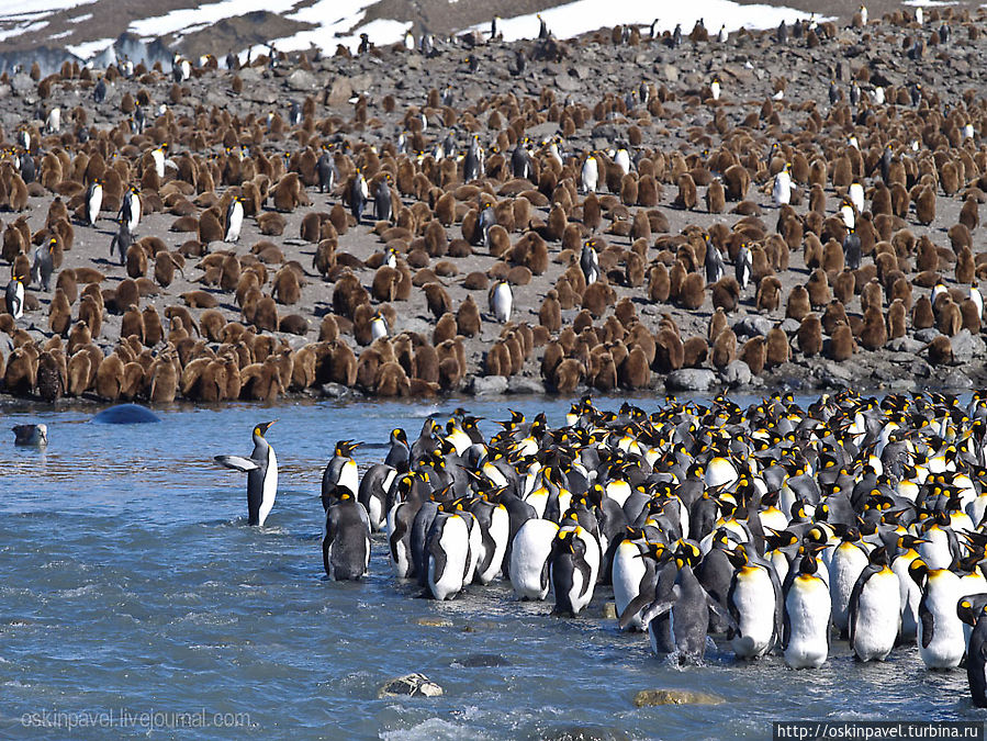 пингвин над прорубью склонился
расставил крылья а другой
его придерживая сзади
май харт вил гоу он поёт пингвин над прорубью склонился
расставил крылья а другой
его придерживая сзади
май харт вил гоу он поёт
