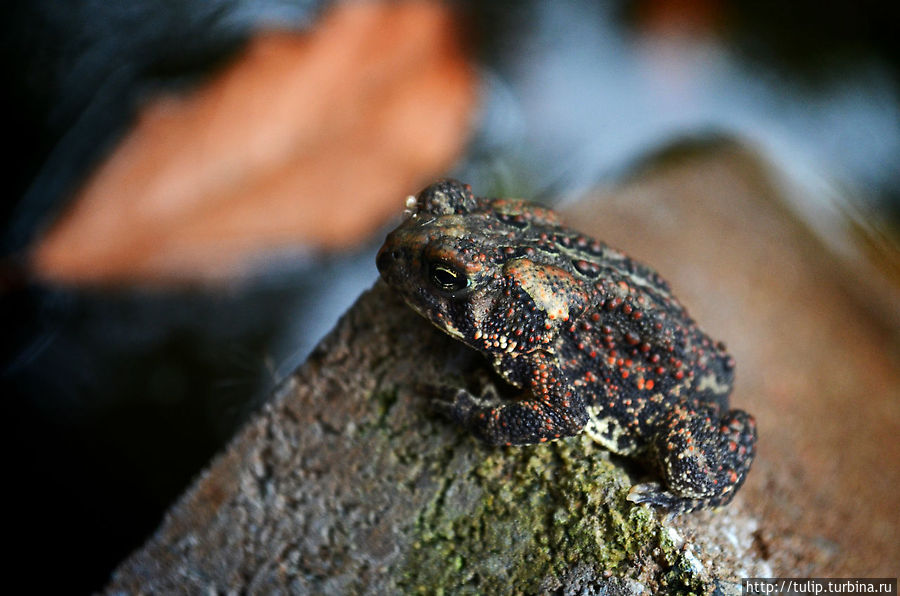Царевна-лягушка в ожидании принца Штат Миннесота, CША Царевна-лягушка в ожидании принца Штат Миннесота, CША