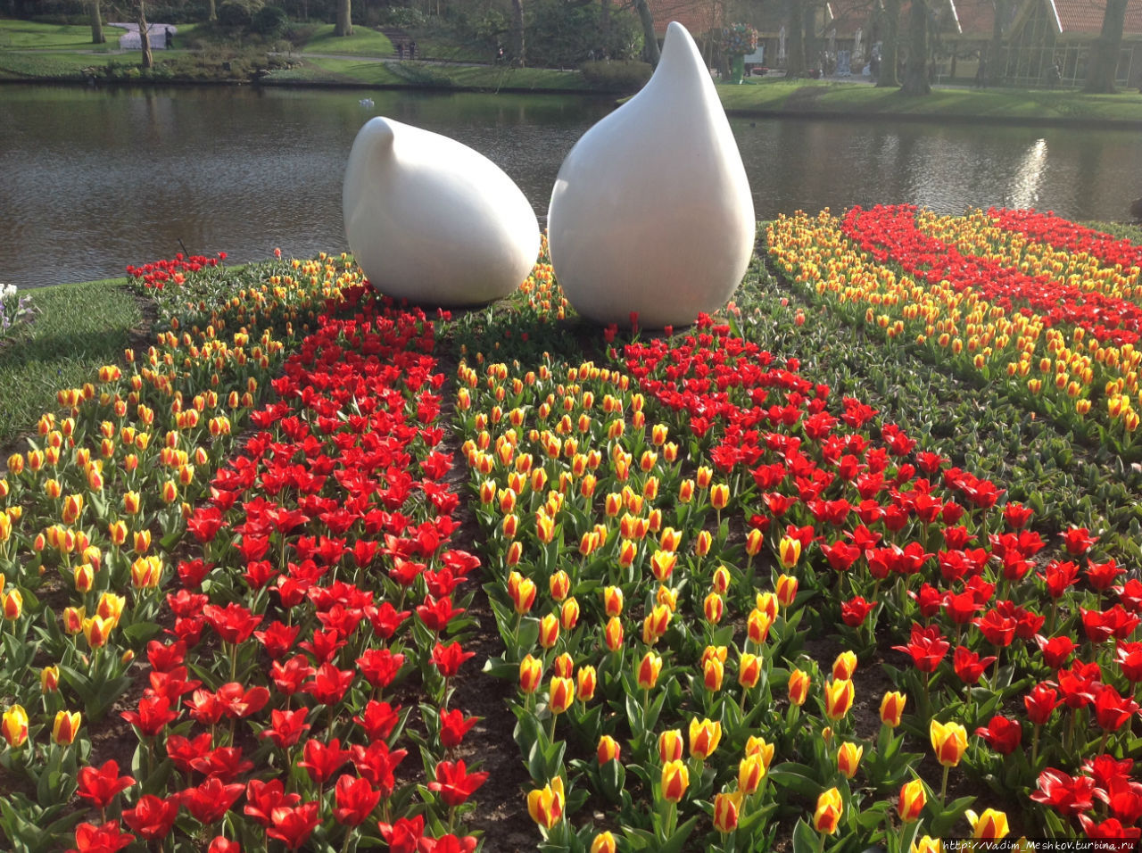Сад Кёкенхоф, расположенный на 32 гектарах земли, знаменит на все Нидерланды своими цветами и большими тюльпановыми полянами. В парке посажено 4,5 миллиона тюльпанов 100 различных разновидностей. Кёкенхоф, Нидерланды