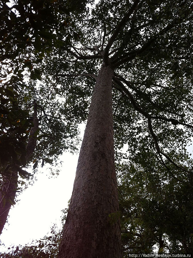 Дерево называется тетрамелес голоцветковый. Ангкор (столица государства кхмеров), Камбоджа