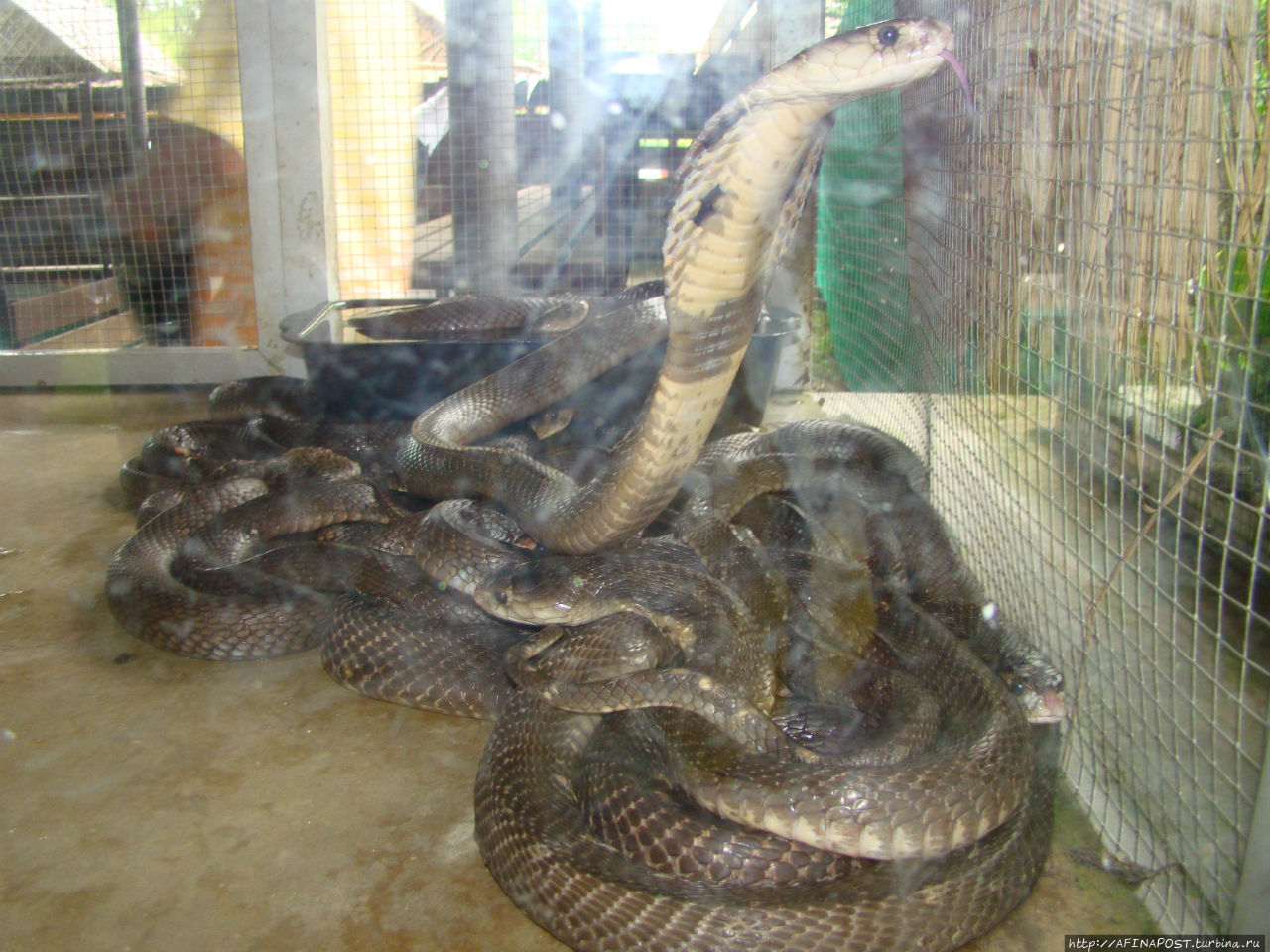 Любителям змеиных поцелуев Чалонг, Таиланд