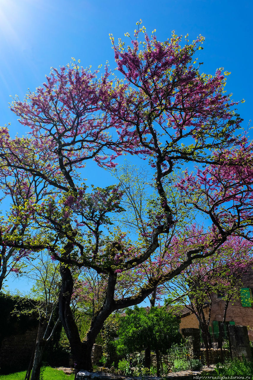Мне кажется иудино дерево Мне кажется иудино дерево