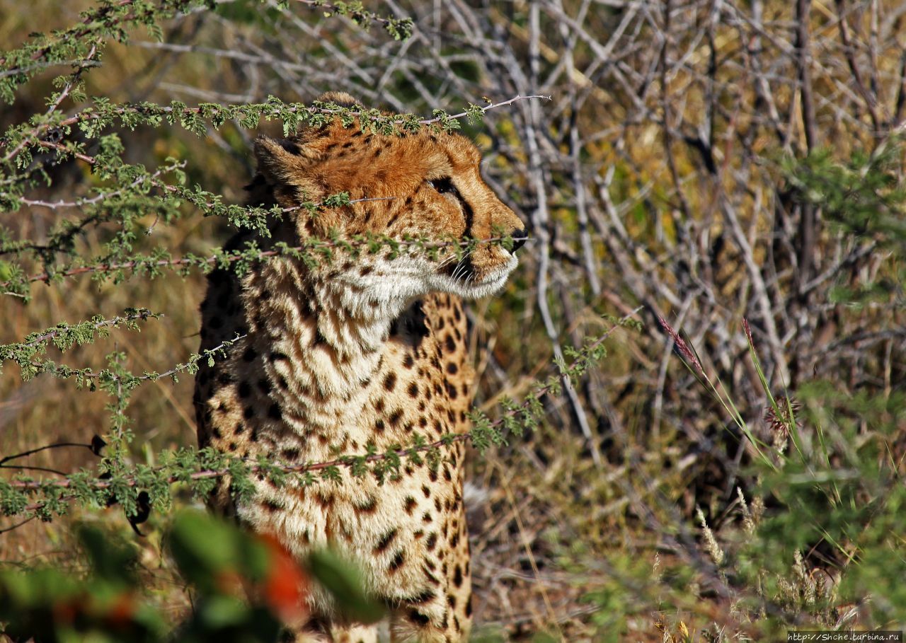 Парк гепардов Оджитотонгве / Otjitotongwe Cheetah Park
