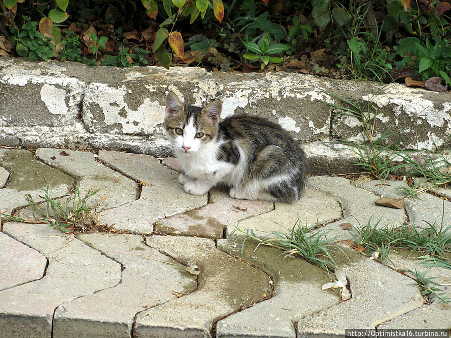 Дидим в конце октября Дидим, Турция Дидим в конце октября Дидим, Турция