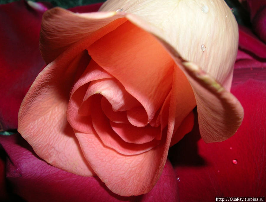 Почти такие же...:) Почти такие же...:)