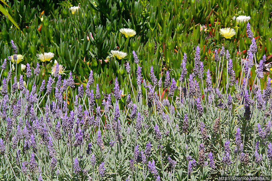 Весенний бранч на нашем дворе Каталония, Испания Весенний бранч на нашем дворе Каталония, Испания