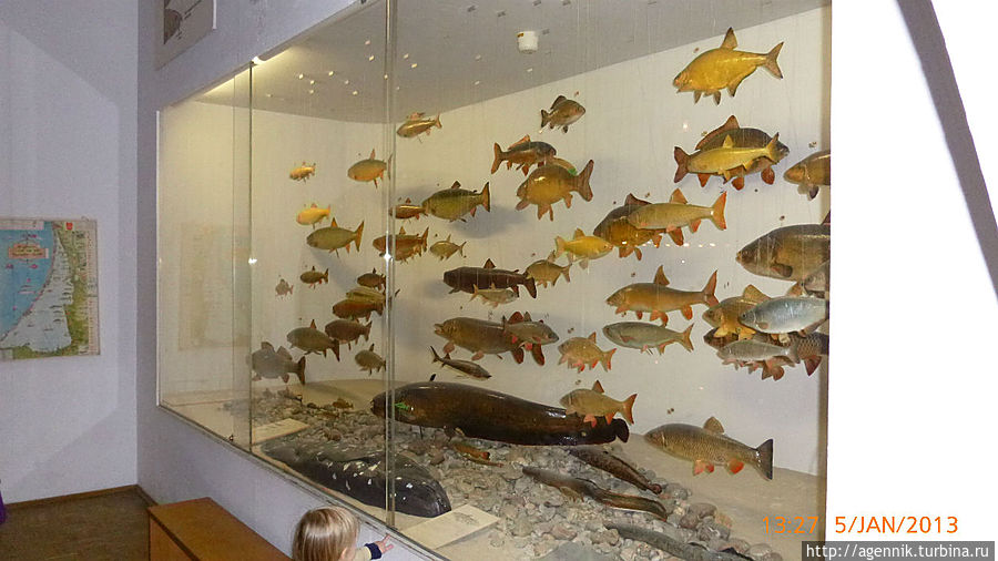 Музей рыболовства и охоты в Мюнхене  Big.photo