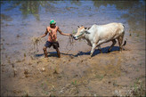 После забега гонщики вместе со своими быками спускались на соседнюю террасу, что бы смыть налипшую грязь