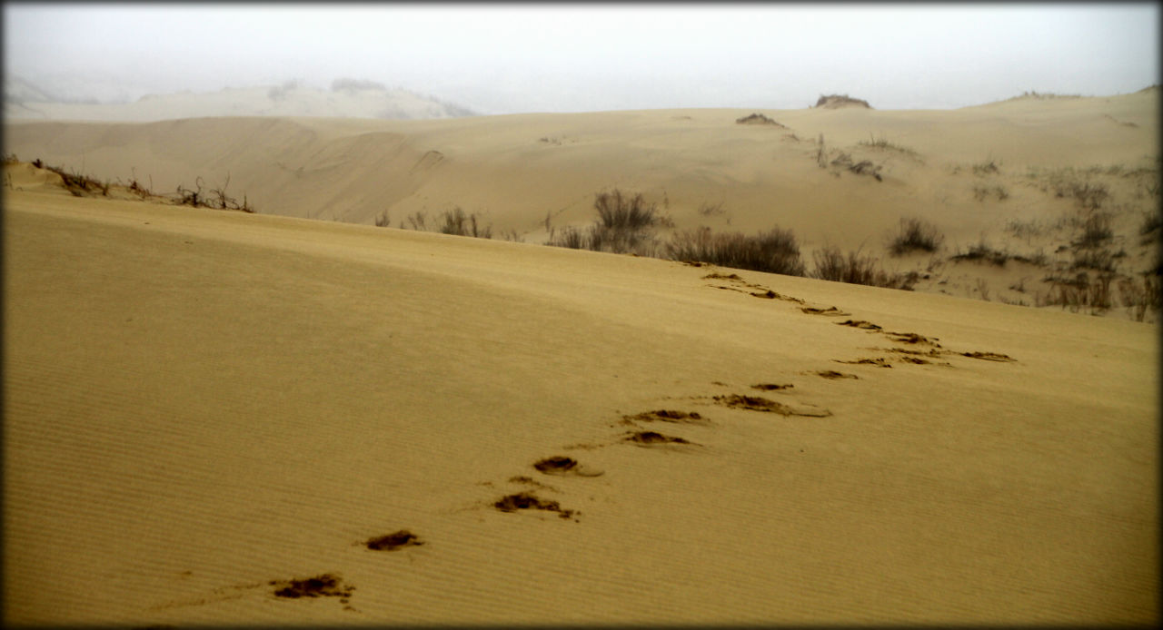 Осколок азиатской пустыни или самая высокая дюна Европы Бархан Сарыкум, Россия
