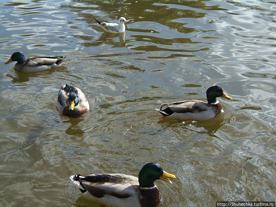 Утро на Кампе Прага, Чехия Утро на Кампе Прага, Чехия