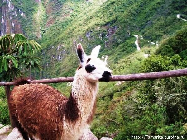 Вечны только камни.  Мачу — Пикчу Куско, Перу