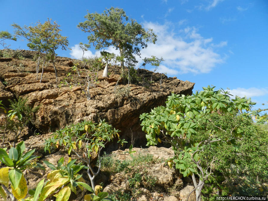 Удивительная Сокотра. Ч-5. Пещера Хок Остров Сокотра, Йемен