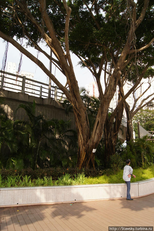 нечто гигантское из ботаники Гонконг
