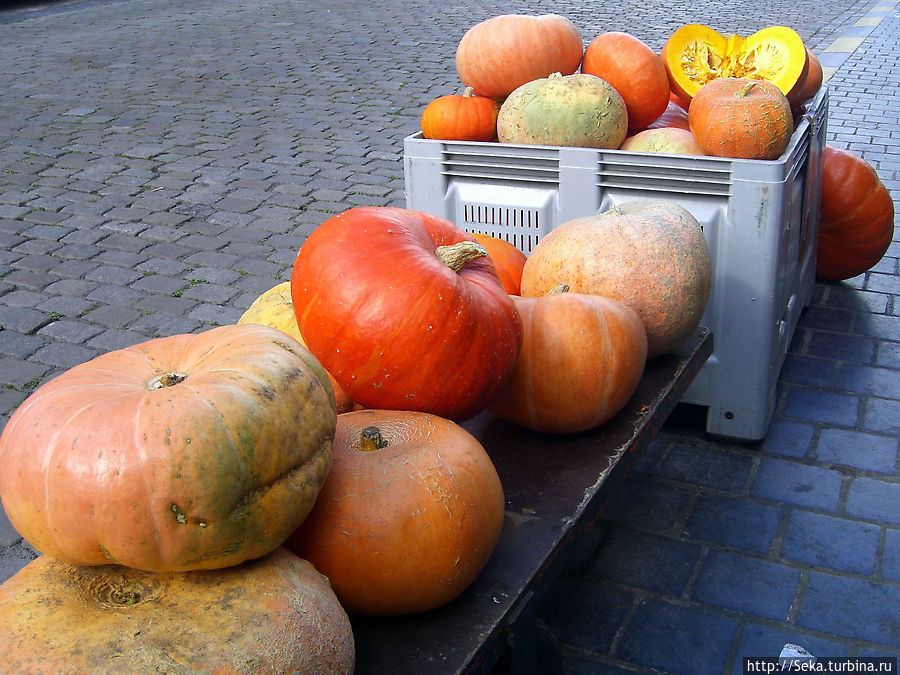 Вот такие великолепные тыквы встретились нам Вот такие великолепные тыквы встретились нам