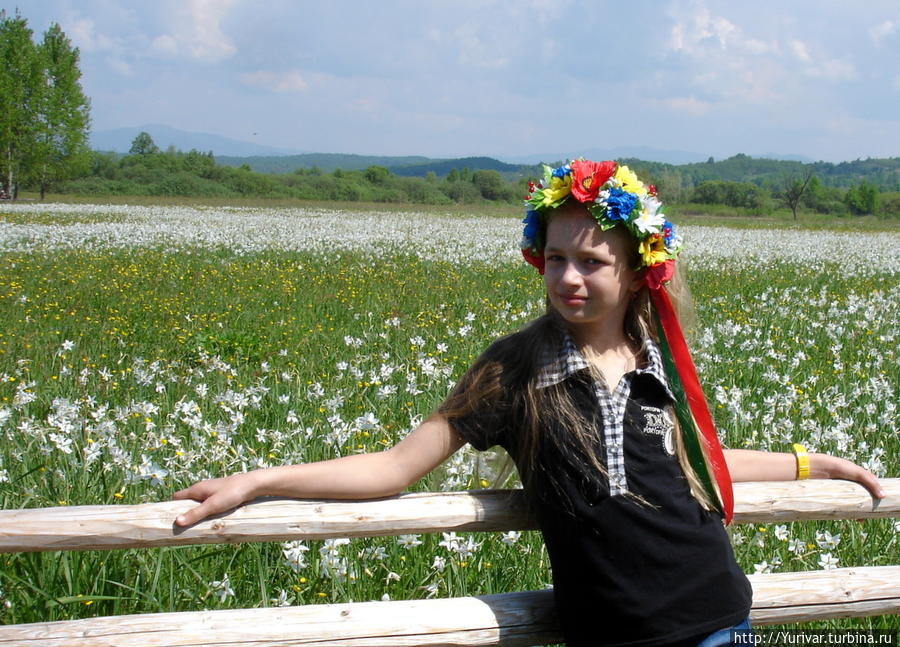 Долина нарциссов в Закарпатье Карпатский биосферный заповедник, Украина