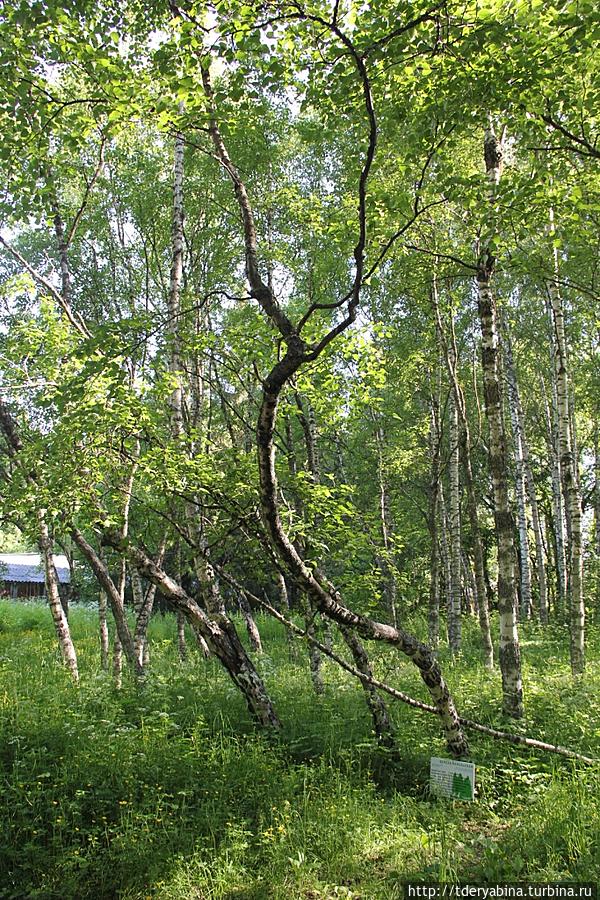 В заповеднике можно увидеть знаменитую карельскую березу Республика Карелия, Россия