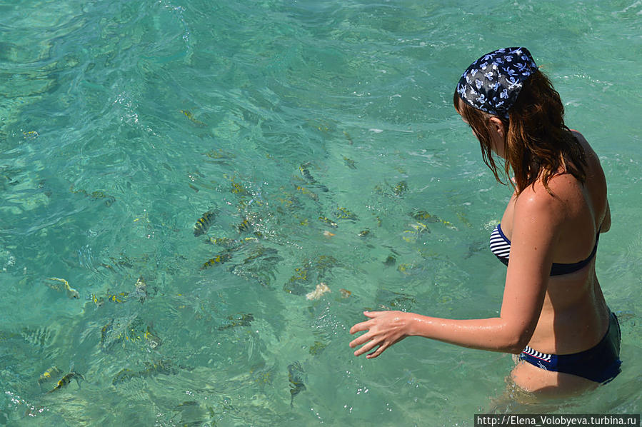 Кормлю рыб в Карибском море Варадеро, Куба