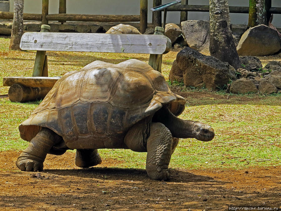 Альбом позитивного настроения, или каковы черепахи на ощупь Ля Ваний Резерв де Маскарен (природный парк), Маврикий Альбом позитивного настроения, или каковы черепахи на ощупь Ля Ваний Резерв де Маскарен (природный парк), Маврикий