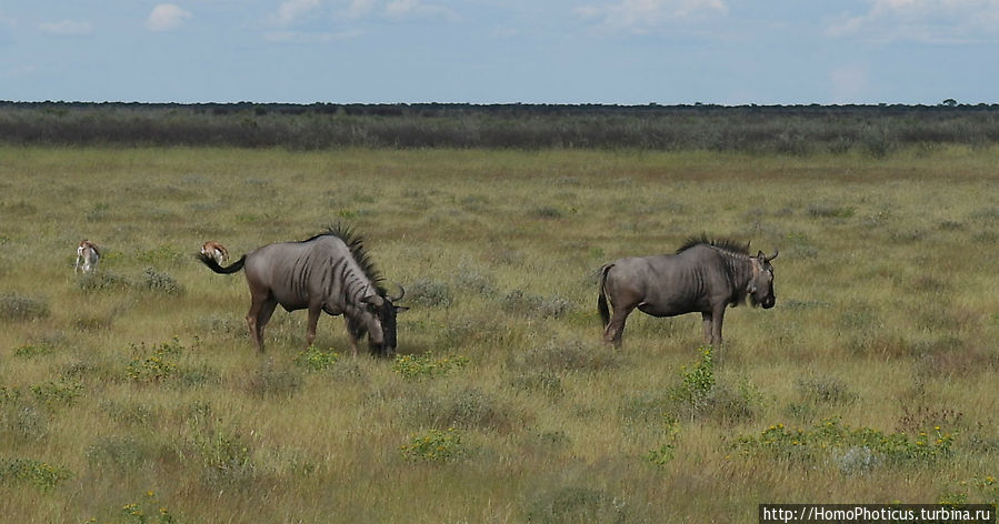 Гну Этоша Национальный Парк, Намибия