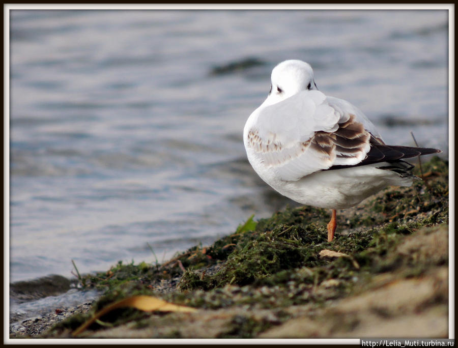 Чайки в Челябинске... Чайки в Челябинске...