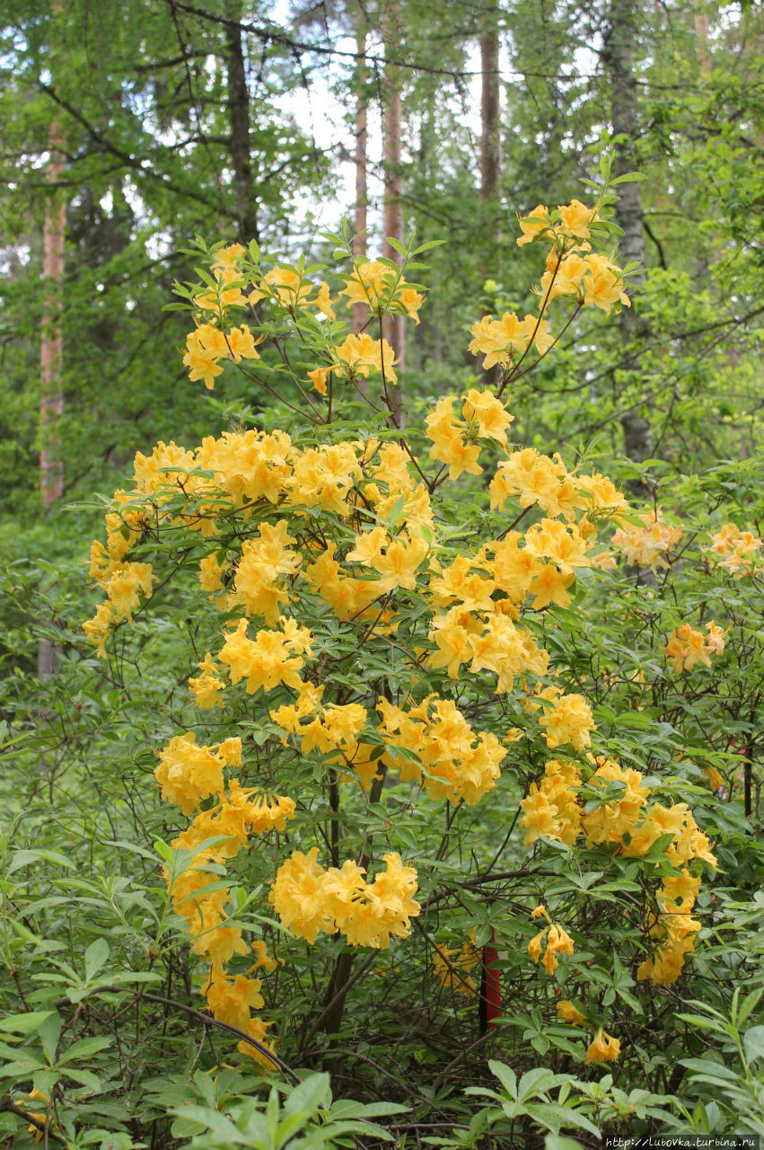 Rhododendron luteum — Рододендрон жёлтый Элимяки, Финляндия