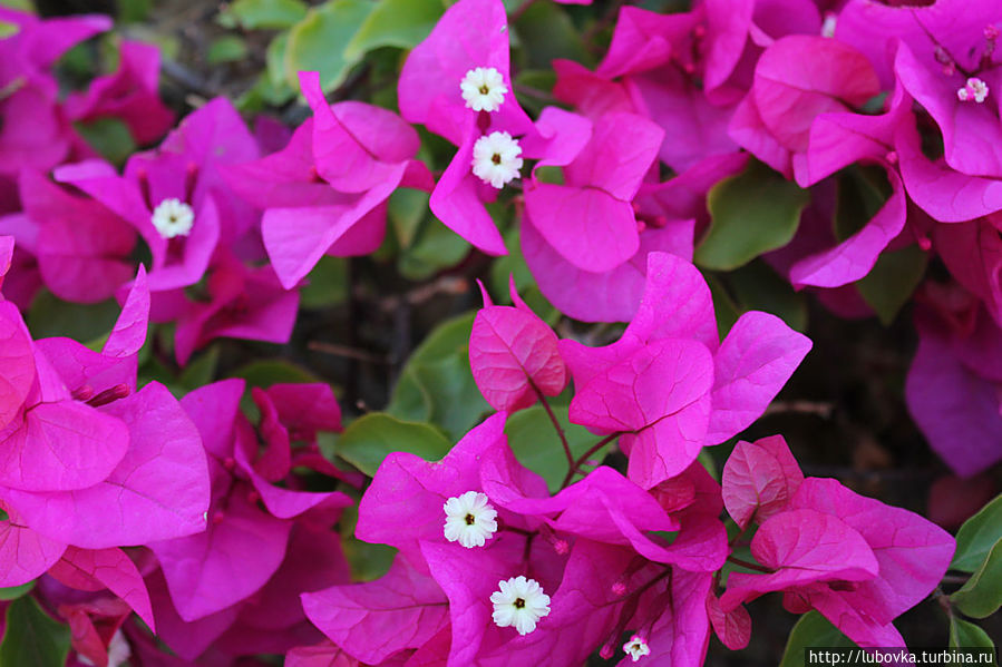 Египетская Бразильянка. Шарм-Эль-Шейх, Египет Египетская Бразильянка. Шарм-Эль-Шейх, Египет