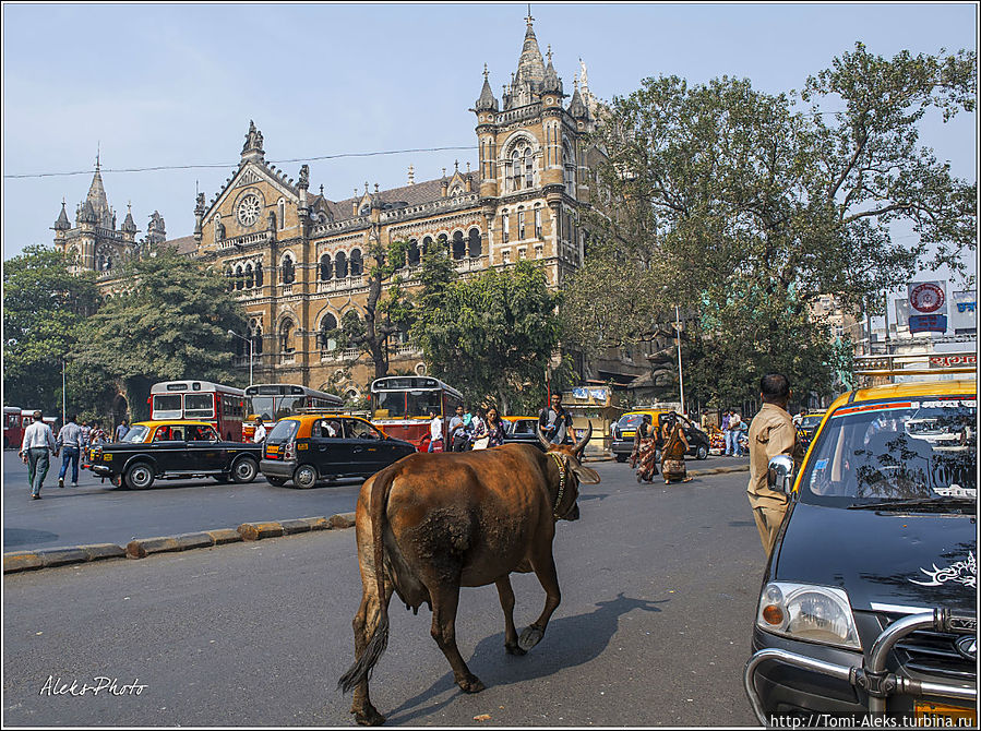 Вокзал и коровы — хорошее сочетание...
* Вокзал и коровы — хорошее сочетание...
*