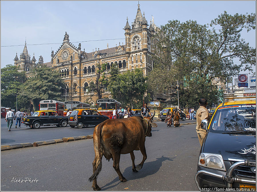 Вокзал и коровы — хорошее сочетание...
* Мумбаи, Индия