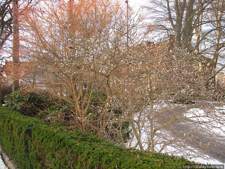 А верба вовсю распустила почки! На календаре 2 января... А верба вовсю распустила почки! На календаре 2 января...